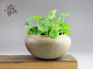 器世界 精品花器比 美